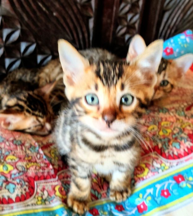 Gatinha  Bengal 2  meses