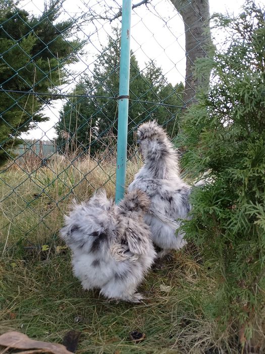 Kura kogut silka splash para