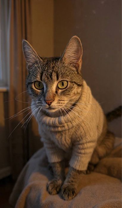 Врятована киця шукає дім!