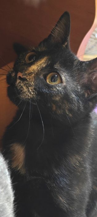 Котята  бесплатно даром в добрые руки!