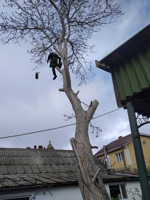 Спилим обрежем ветки и деревья любой сложности, аккуратно и недорого.