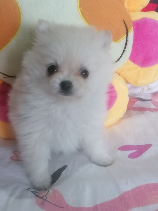 Spitz alemão mini
