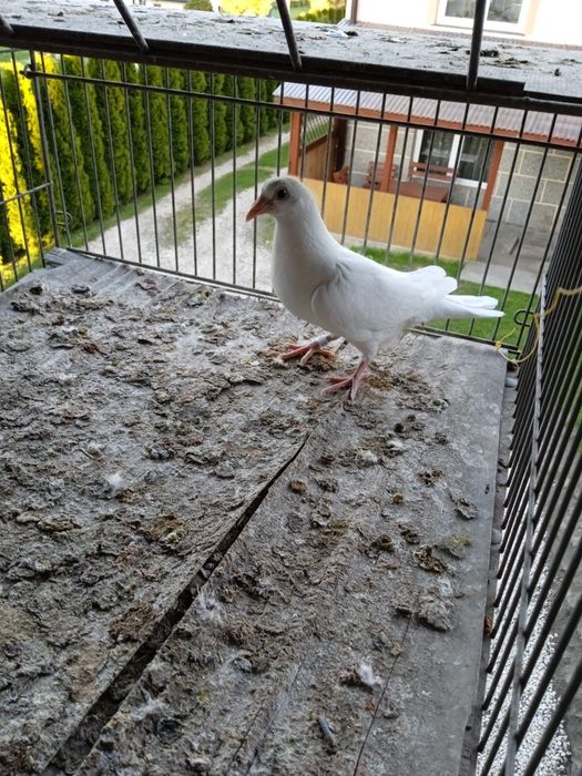 Sprzedam białe młode gołębie