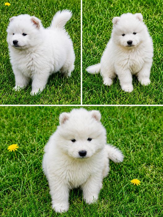 Sprzedam sunię Samoyed