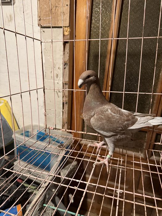 Sprzedam niemieckie wystawowa samica