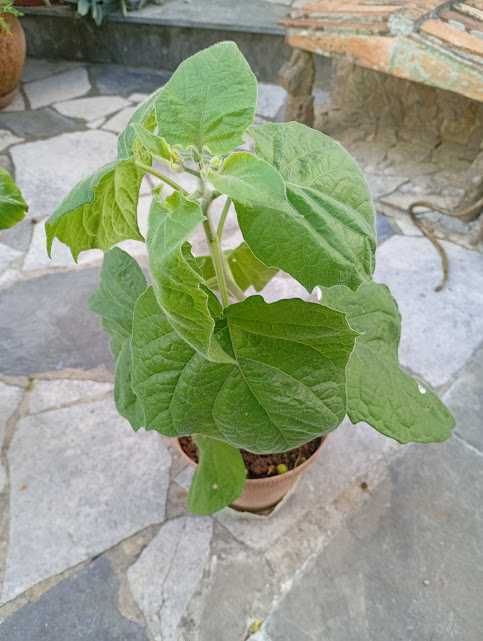 Venda de Plantas Variadas – Ornamentais e de Cultivo