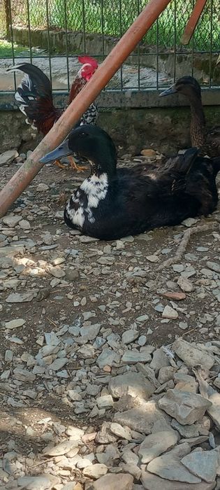 Casal patos cruzados cayuga
