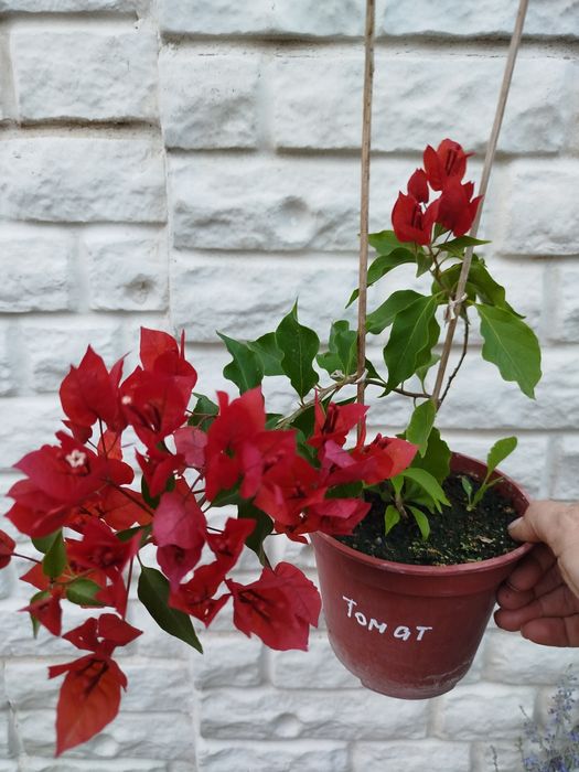 Бугенвиллия одеса бугенвілія садова та кімнатна