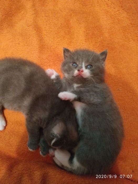 Розкішний й галантний Кіт Британець окрасу Cream BRIe на вязку