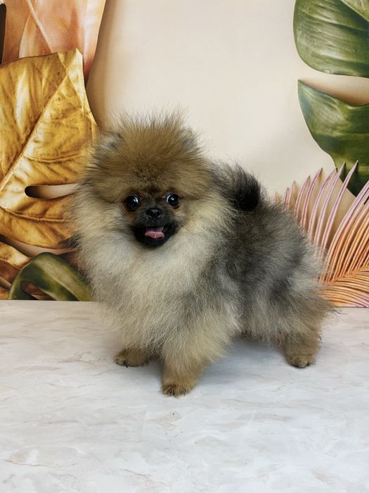 Міні хлопчик померанський шпіц