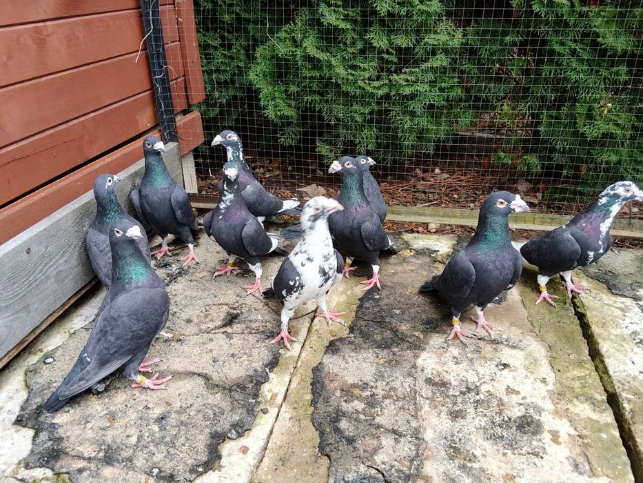 Sprzedam gołębie pocztowe staropolskie