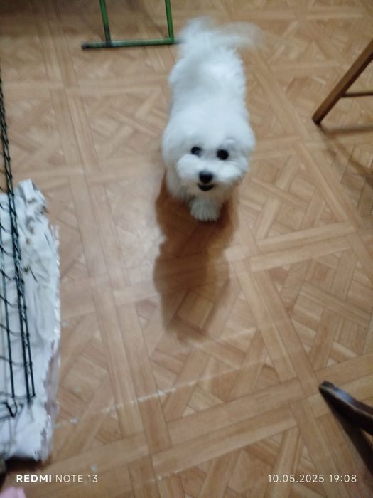 Бішон фрізе КСУ-FCI