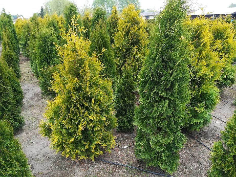 TUJE z gruntu i w doniczkach TUJA SZMARAGD stożkowy od 50 cm do 300 cm