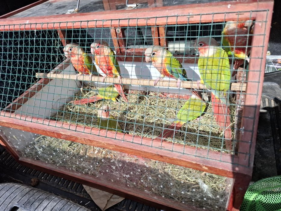 Samce Samice kolorowe