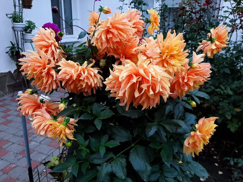 Продам клубни георгин