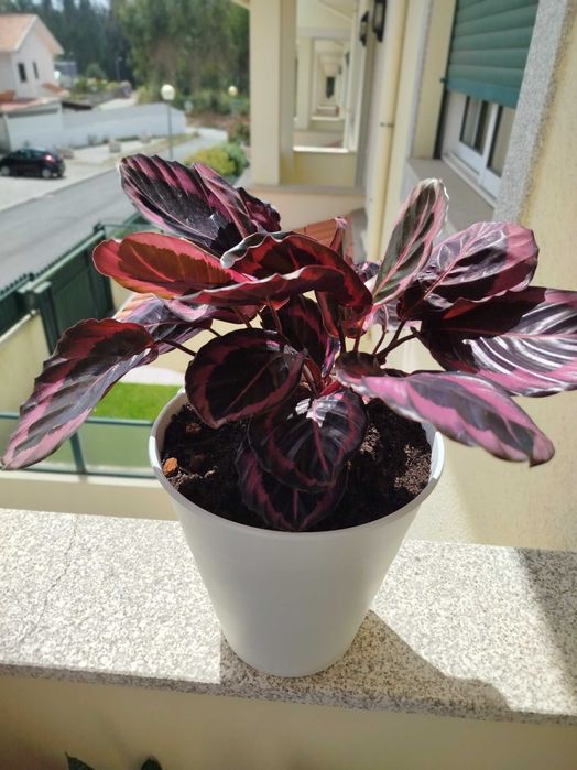 Planta Calathea em vasp