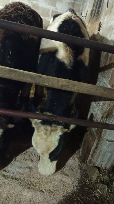 Jałówki do dalszego chowu