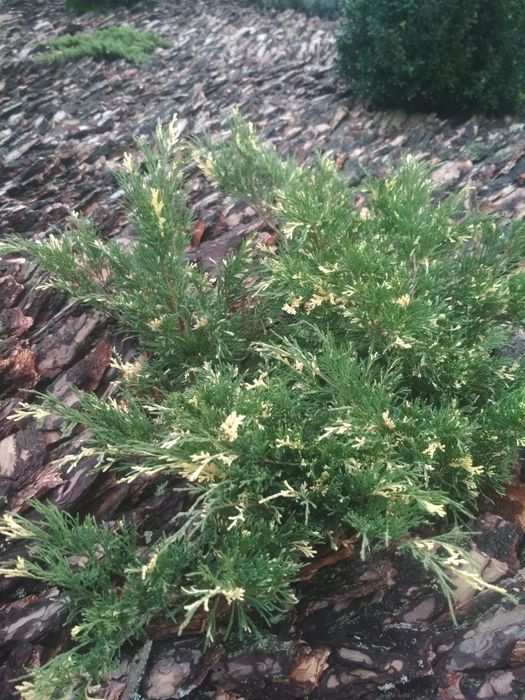 Ялівці(можжевельник):Козацьк.,варієгатний з білими кінч..в горшку(ЗКС)