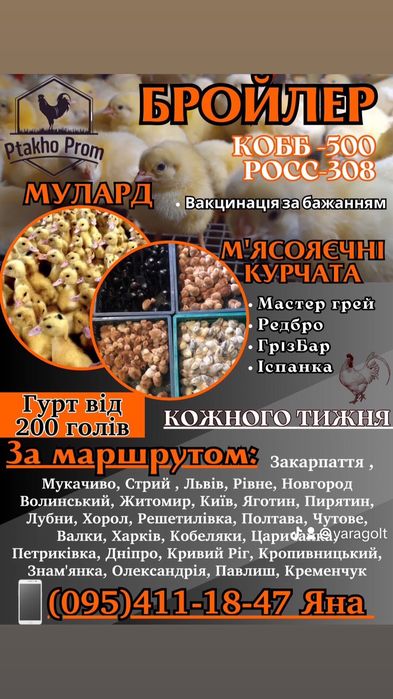 Курчата Бройлери КОББ -500; РОС-308