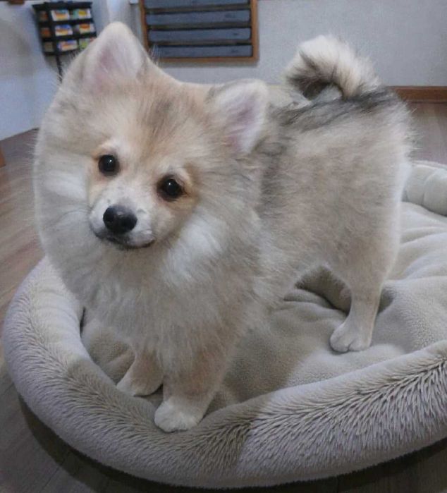 Szpic miniaturowy chłopczyk Edi