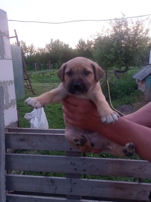 Цуценята в добрі руки