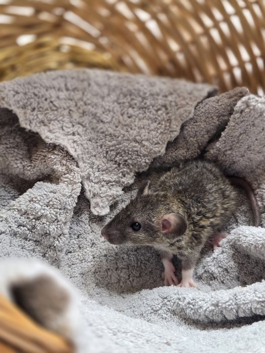 Ручные крысята дамбо. Есть доставка, клетки. Домашние ручные крысы, кр