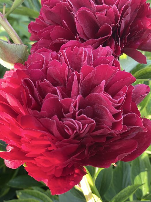 Поділки півоній сортові