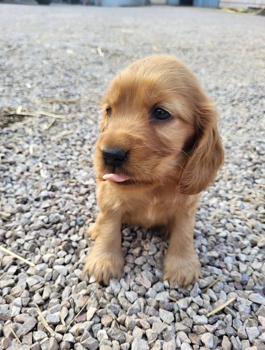 Англійський кокер-спанієль — ніжні цуценята для дому