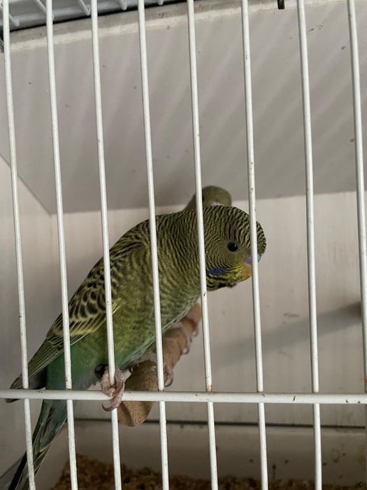 Periquitos black face e portadores