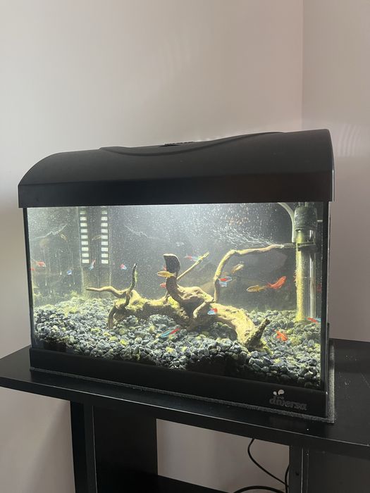 Akwarium Diversa 40x25x25 cm + szafka + ryby + akcesoria