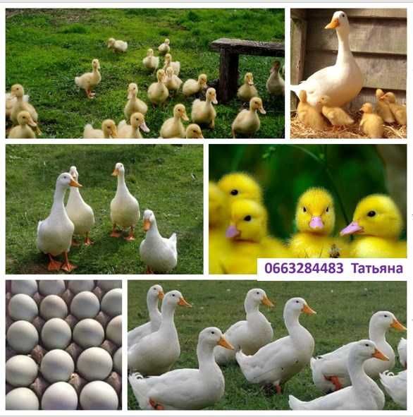 Яйця птицi для інкубаціі