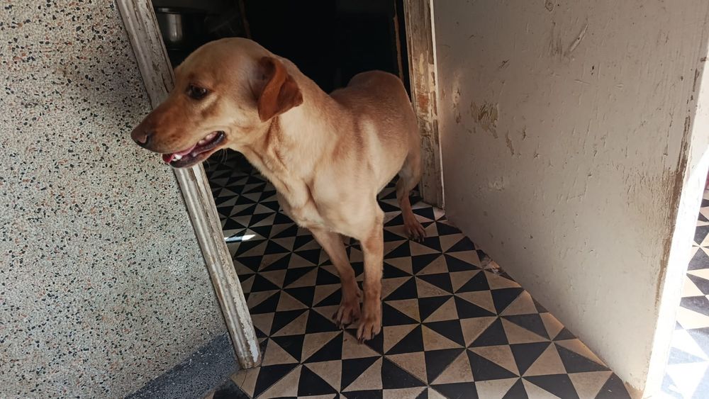 Caes e gatos pra adoção responsável