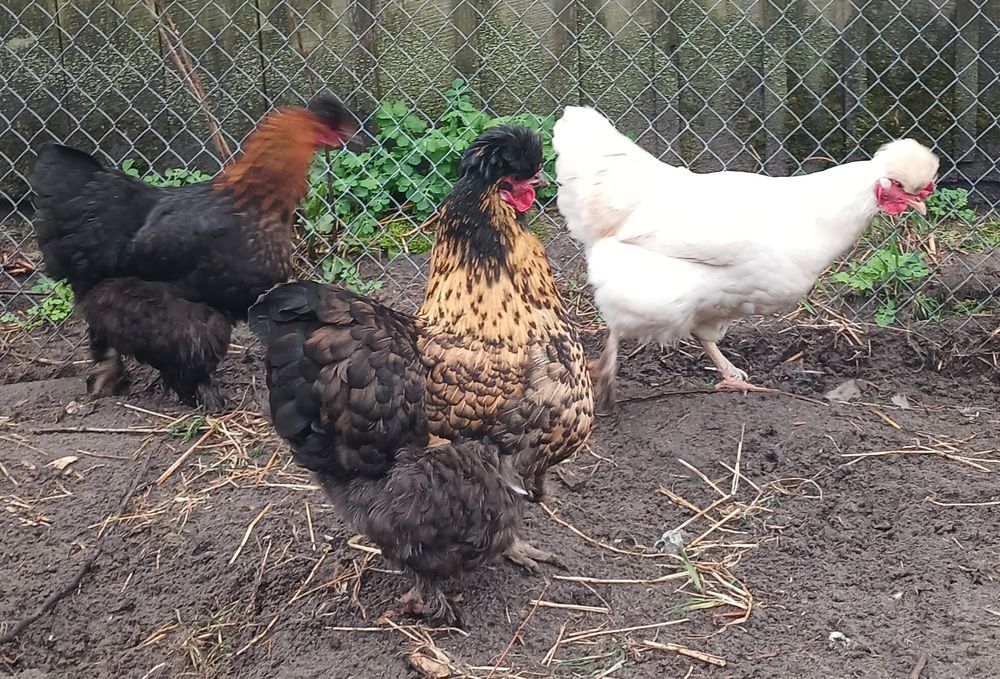 Інкубаційне яйце чубатих курей