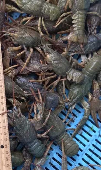 Продам рак живій