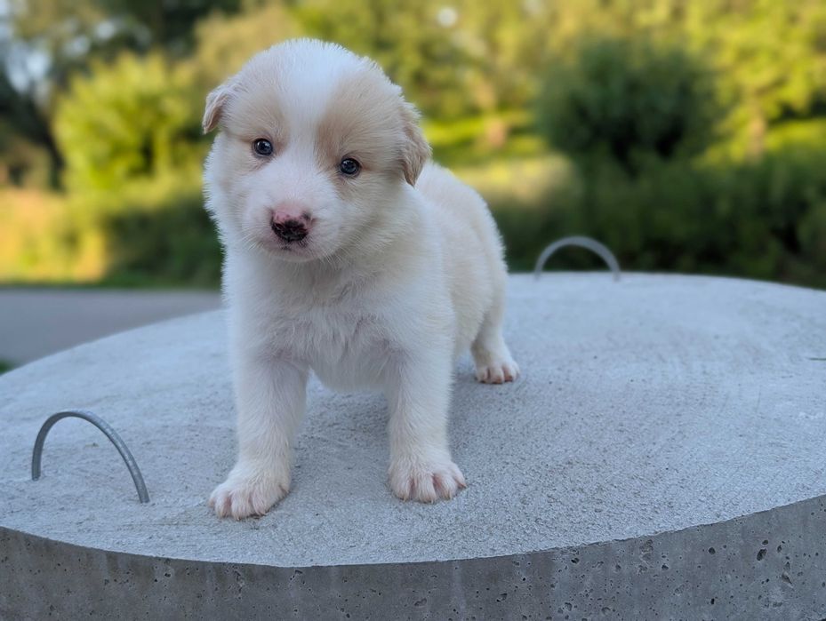 Border collie samiec piesek ee red URAN przebadani rodzice