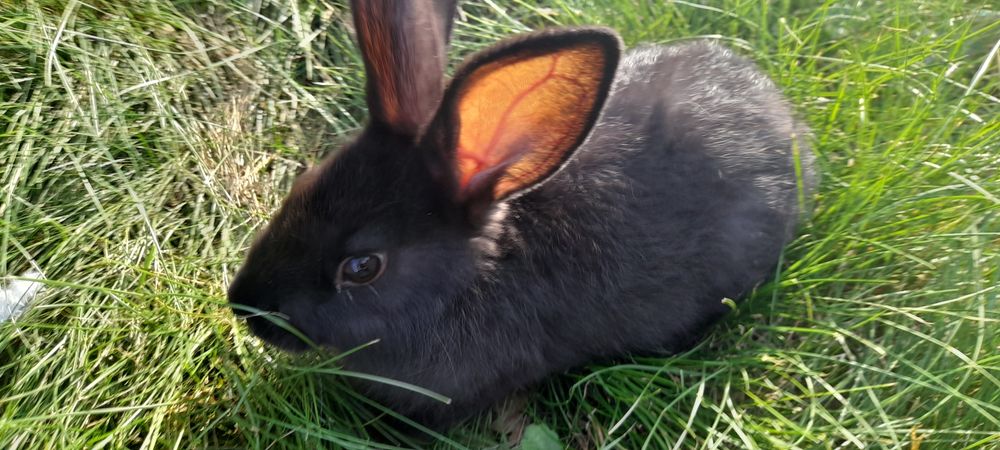 Sprzedam królika (samca)