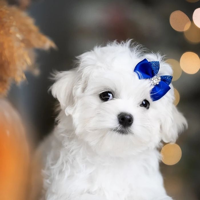 Мальтезе мальчик