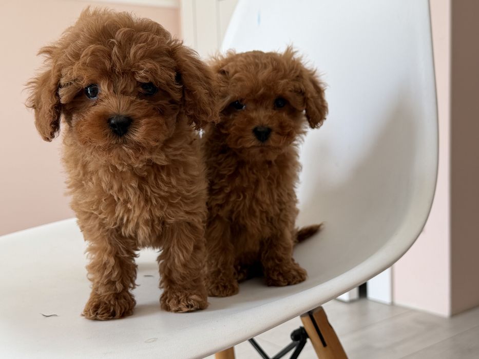 Cavapoo - suczka ;)