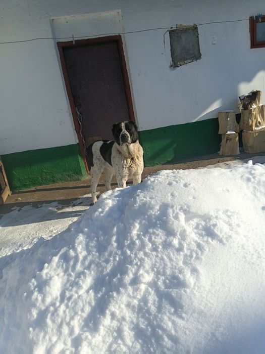 Продається шикарна сука пов'язана з кобелем