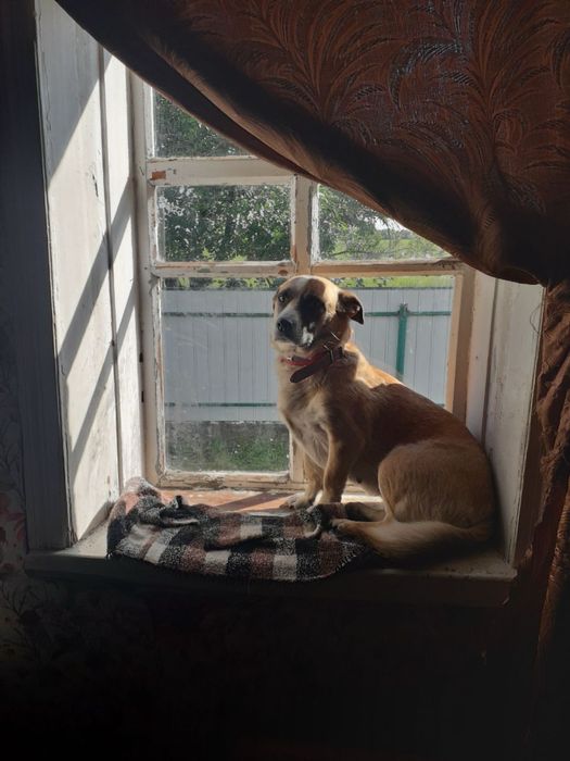 Перетримка собачок і котиків з проживанням у будинку