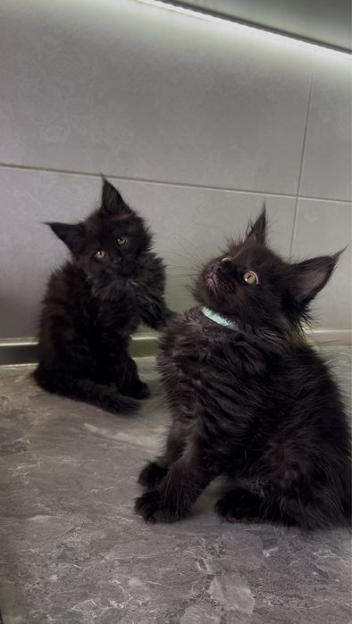 Чорні хлопці мейнкун