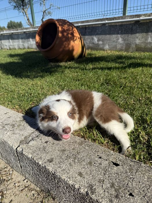 Border collie Macho chocolate PREÇO SÓ HOJE