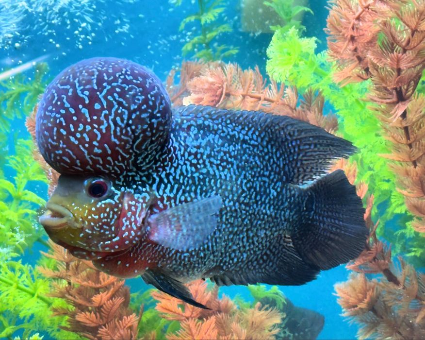 Флауэр хорн Flower Horn