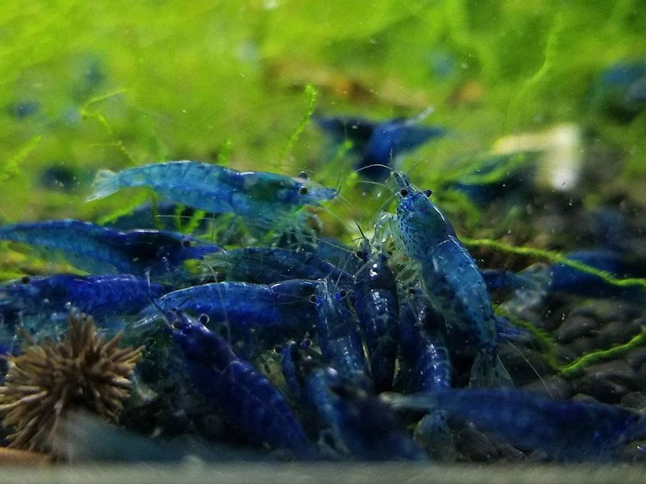 Camarões Blue Dream (Neocaridina davidi) – Azul Intenso