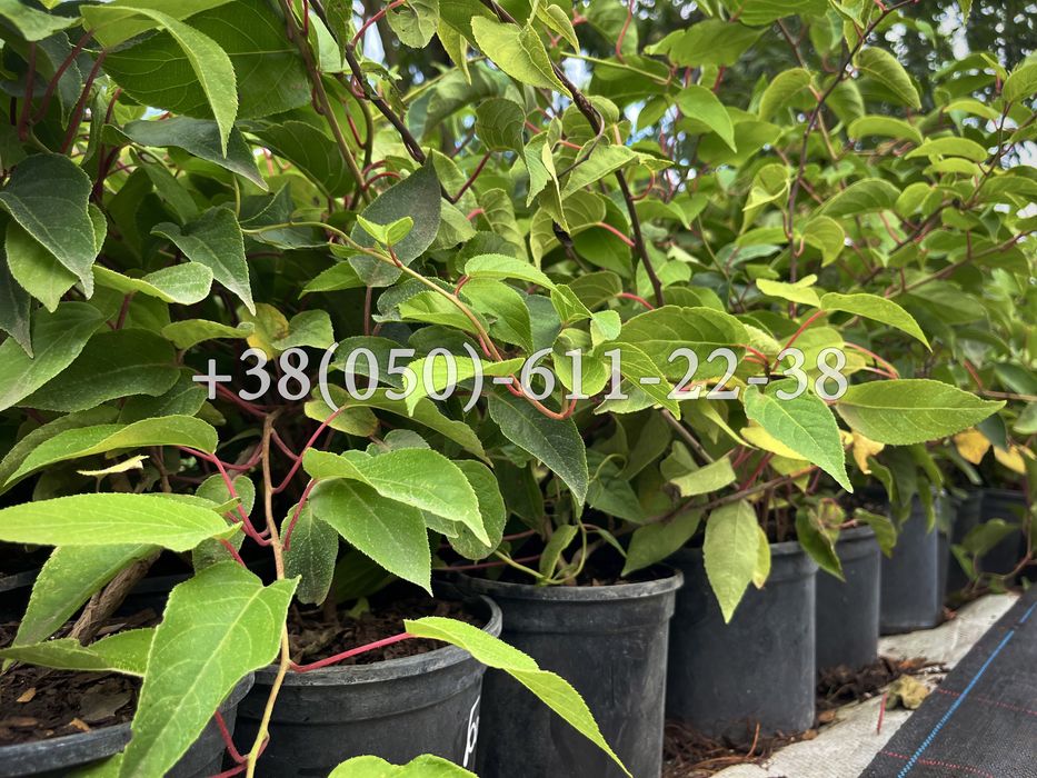 Актинідія (міні-ківі). 1-2-3-4 річні саджанці.