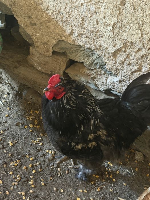 Galo brahma com 6 meses de vida