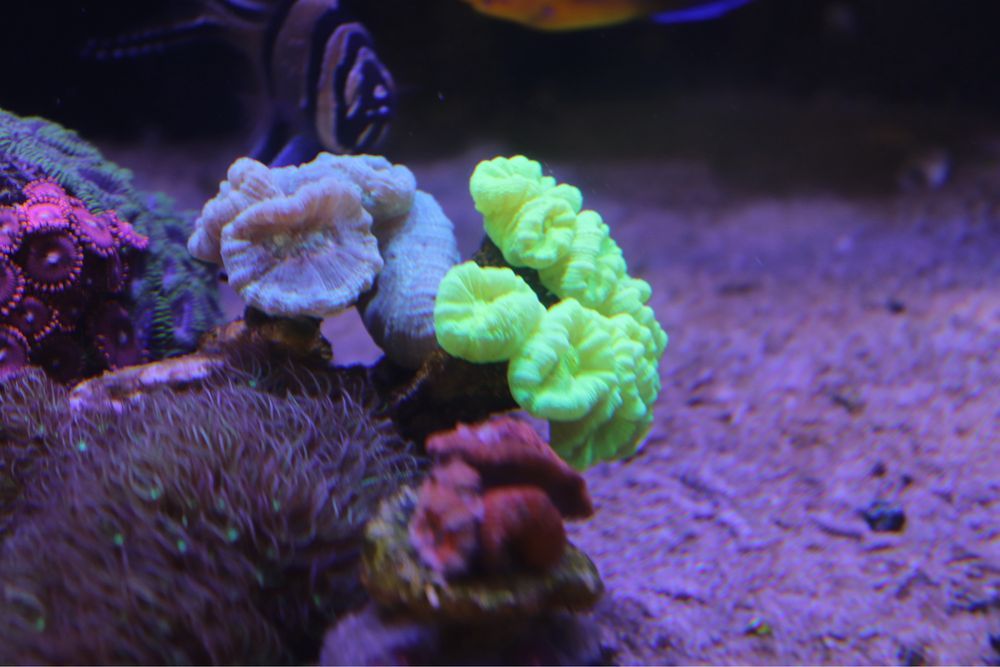 Caulastrea Mint Mietowa min.6 Głow  FLUOLAMPS WYSYLKI