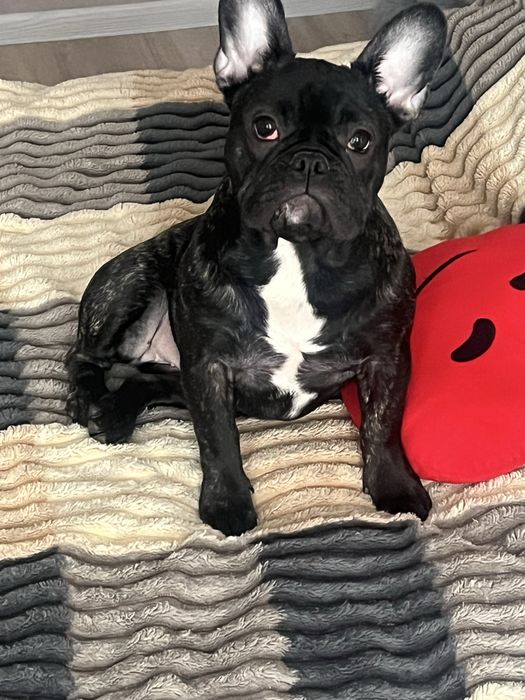 В продажі дівчинка французького бульдога