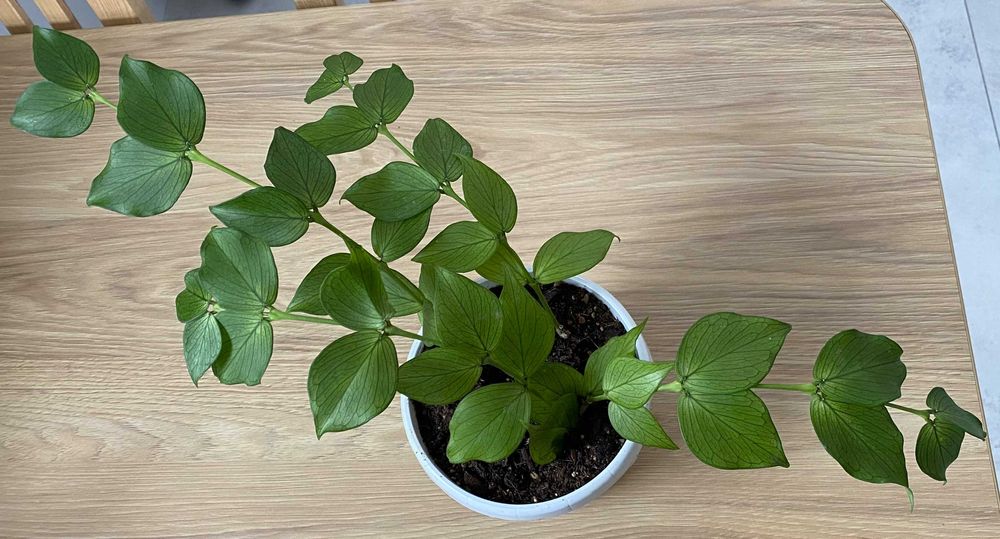 hoya polyneura ze zdjęcia + HEAT PACK