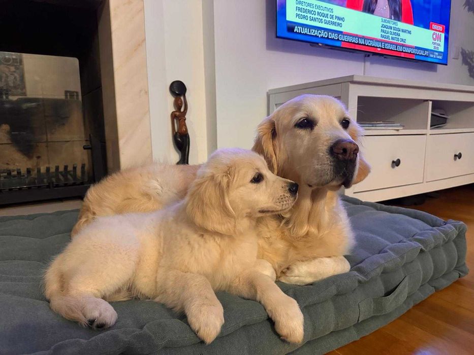 Golden retriever